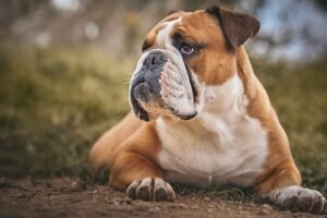 Top Pet Insurance Contenders for French Bulldogs